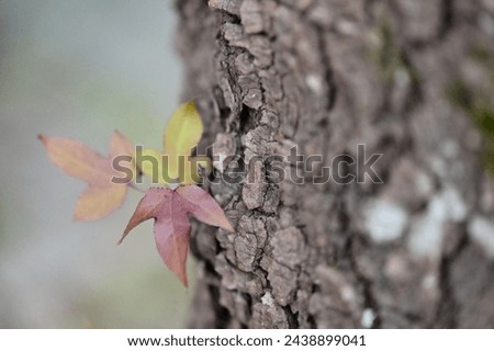 A trio of vibrant leaves, each a different shade of green, sprout from a tree trunk on a chilly early spring afternoon, creating a sense of calm and serenity.