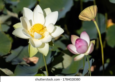 300 Lotus flower stages Images, Stock Photos & Vectors | Shutterstock