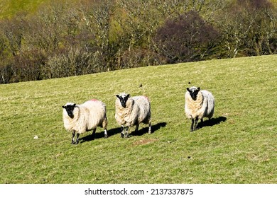 Trio of Welsh blackfaced sheep on a hill farm looking at the camera. No people., Copy space.