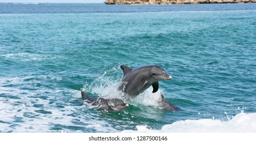 A Trio Of Wild Dolphins Playing For The Camera In Western Australia.