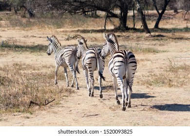 Trio Of Zebras Running Away