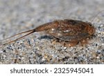 Triops cancriformis (tadpole shrimp), a species of Notostraca found in Europe to the Middle East and India.