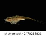 Triops or Tadpole Shrimp (Triops longicaudatus) also called "living fossils" this genus have been found in rocks hundreds of millions of years old. Triops are commonly sold in kits as pets.