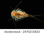 Triops or Tadpole Shrimp (Triops longicaudatus) also called "living fossils" this genus have been found in rocks hundreds of millions of years old. Triops are commonly sold in kits as pets.