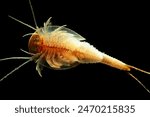 Triops or Tadpole Shrimp (Triops longicaudatus) also called "living fossils" this genus have been found in rocks hundreds of millions of years old. Triops are commonly sold in kits as pets.