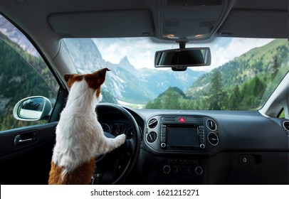 Trip with a dog in the car. Traveling with a pet. Jack Russell Terrier at the wheel. Adventure in the mountains, trekking