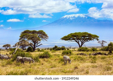 Trip to the Horn of Africa. The African savannah. Herd of zebras graze at the foot of Kilimanjaro. Amboseli is a biosphere reserve by UNESCO. Southeast Kenya, the Amboseli park - Powered by Shutterstock