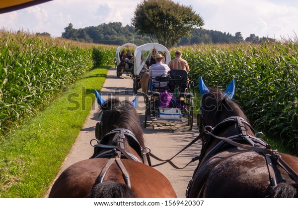 Trip with three\
covered wagons drawn by\
horses