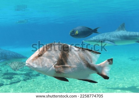 Tripical Fish Swimming in Coral Reef
