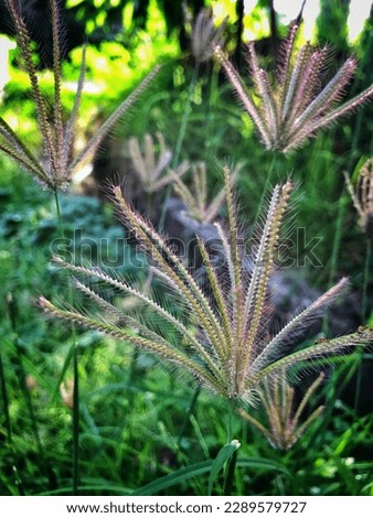 Tripical Grass flower in the garden
