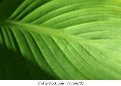 Tripical green leaf texture. Nature background. Selective focus.