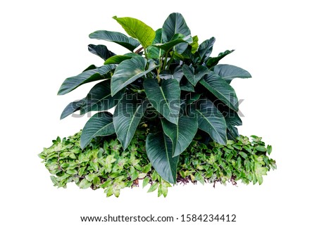 tripical jungle plant isolated include clipping path on white background