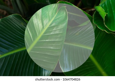 Tripical leaves background
