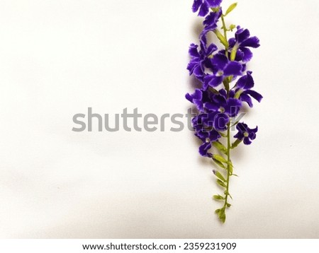tripical purple small flowers in summer, asia