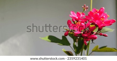 tripical small red pink flower