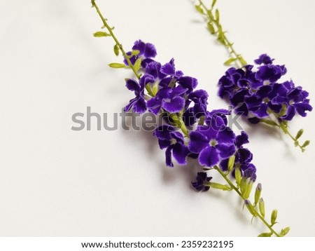 tripical small violet flower in summer in asia