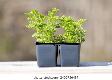 Triple Curly Parsley Planted in a Small black Pot	
