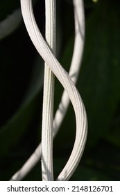 Triple Helix Shaped Plant Stem. White Grey Against A Black Background.