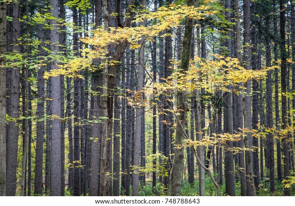 Triple Layered Maple Tree Fall Splendor Stock Photo 748788643 ...