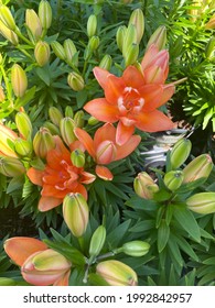 Triple Play Double-lilies Blooming Together