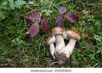 Triple porcini mushroom on the forest floor. - Powered by Shutterstock