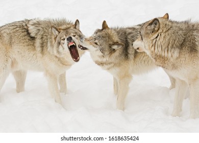 Triple Threat Timber Wolves In Winter