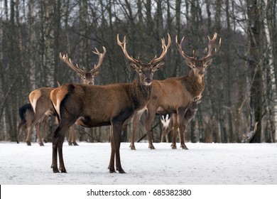 Triplets. Three Adult Red Deer ( Cervus Elaphus, Cervidae). Majestic Adult Animal In Winter Forest, Belarus. Wildlife Animal Scene From Nature. Small Herd Of Red Deer In  Winter.Three Stag Look At You