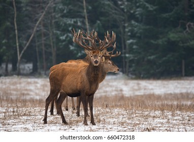 The Triplets.Three Adult Trophy Red Deer Stag ( Cervus Elaphus ).Deer Stag With Large Branching Horns Stand One Behind The Other On Snow-Covered Field.Three Stag Close-Up, Scenic View.