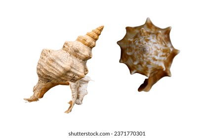 Triplofusus giganteus. Also known as Florida horse conch. Couple of Florida Horse Conch Sea shell shot on white background.

