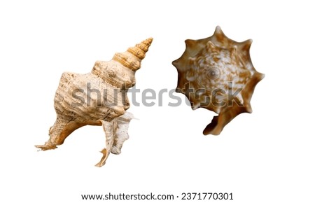 Triplofusus giganteus. Also known as Florida horse conch. Couple of Florida Horse Conch Sea shell shot on white background.
