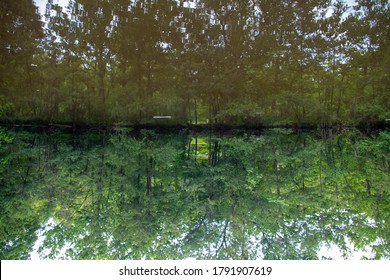 Trippy abstract image of a forest reflected in clean water. Image is flipped with water on top.