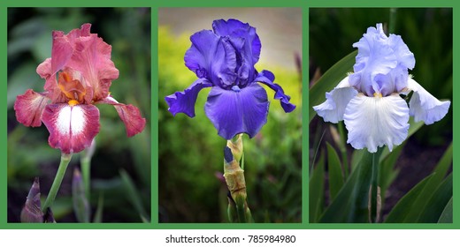 Triptych presentation of three colourful Iris Blooms