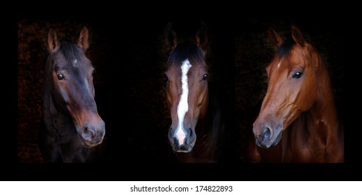 A triptych of three horses head shots against a black background.