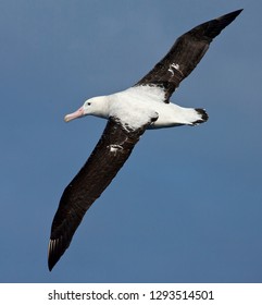 Tristan Albatross (Diomedea Dabbenena) In Flight Over Atlantic Ocean Off Gough Island.