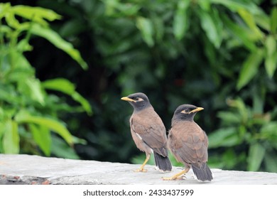 The common myna or Indian myna (Acridotheres tristis), sometimes spelled mynah, is a bird in the family Sturnidae, native to Asia. 
