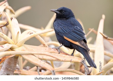 Tristrams Spreeuw, Tristram's Starling, Amydrus Tristramii