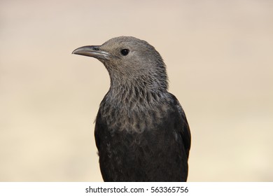 Tristrams Starling Bird In Masada, Israel