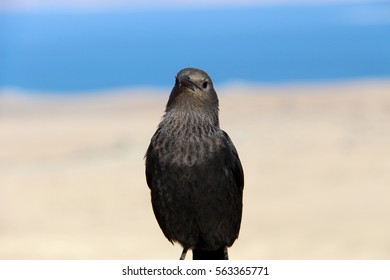 Tristrams Starling Bird In Masada, Israel