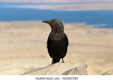 Tristrams Starling Bird In Masada, Israel