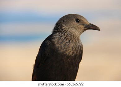 Tristrams Starling Bird In Masada, Israel