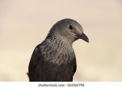 Tristrams Starling Bird In Masada, Israel