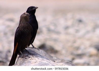 Tristrams Starling Near The Dead Sea