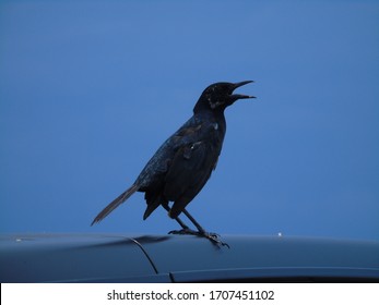 Tristrams Starling Sitting On The Roof Of A Car Florida