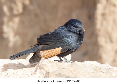 A Tristram's Starlings (Grackle)  In Massada, Israel