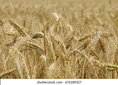 Triticale And Corn