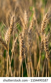 Triticale: The Evolution Of Wheat