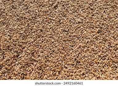 Triticale grain texture. Triticale background
