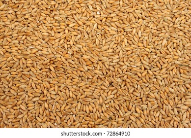 Triticale Is A Hybrid Of Wheat And Rye