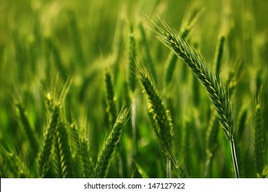 Triticale II