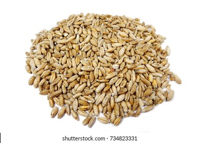 Triticale Seeds (Triticosecale)